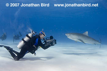 Tiger Shark [Galeocerdo cuvier]