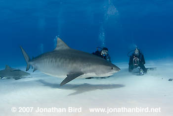 Tiger Shark [Galeocerdo cuvier]