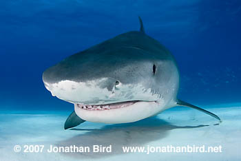 Tiger Shark [Galeocerdo cuvier]