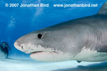 Tiger Shark [Galeocerdo cuvier]