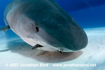 Tiger Shark [Galeocerdo cuvier]