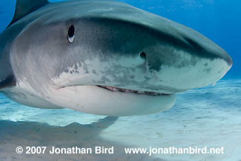 Tiger Shark [Galeocerdo cuvier]