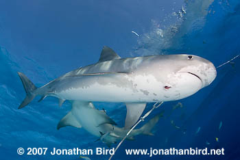 Tiger Shark [Galeocerdo cuvier]