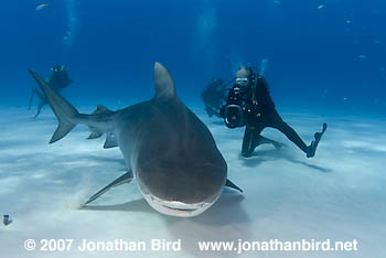 Tiger Shark [Galeocerdo cuvier]