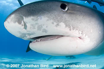 Tiger Shark [Galeocerdo cuvier]