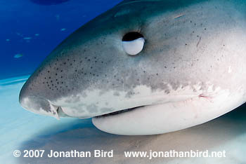 Tiger Shark [Galeocerdo cuvier]