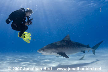 Tiger Shark [Galeocerdo cuvier]