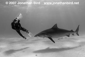 Tiger Shark [Galeocerdo cuvier]