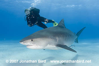 Tiger Shark [Galeocerdo cuvier]