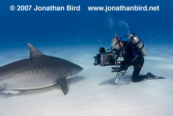 Tiger Shark [Galeocerdo cuvier]