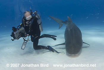 Tiger Shark [Galeocerdo cuvier]