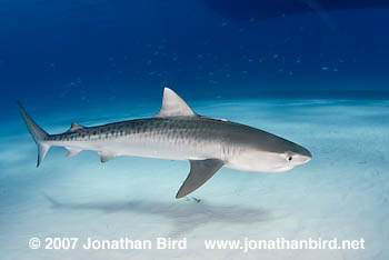 Tiger Shark [Galeocerdo cuvier]