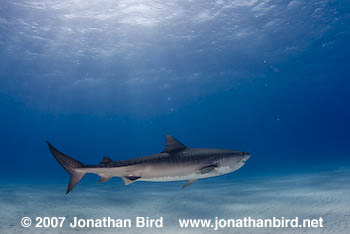 Tiger Shark [Galeocerdo cuvier]