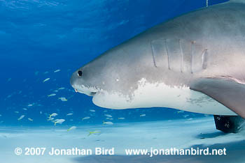 Tiger Shark [Galeocerdo cuvier]