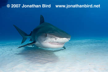 Tiger Shark [Galeocerdo cuvier]