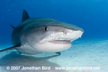 Tiger Shark [Galeocerdo cuvier]