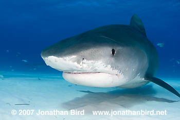 Tiger Shark [Galeocerdo cuvier]