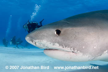 Tiger Shark [Galeocerdo cuvier]