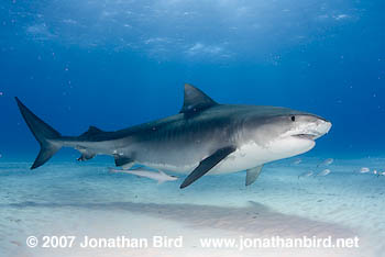 Tiger Shark [Galeocerdo cuvier]