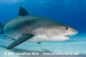 Tiger Shark [Galeocerdo cuvier]