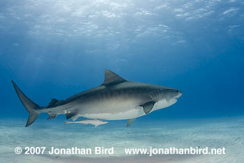 Tiger Shark [Galeocerdo cuvier]