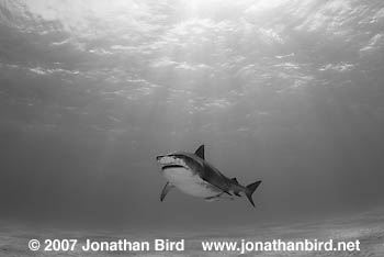 Tiger Shark [Galeocerdo cuvier]