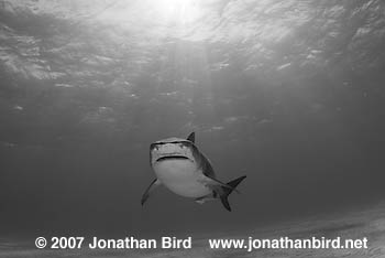 Tiger Shark [Galeocerdo cuvier]