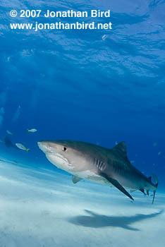 Tiger Shark [Galeocerdo cuvier]