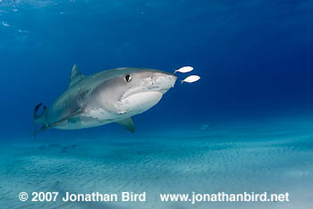 Tiger Shark [Galeocerdo cuvier]