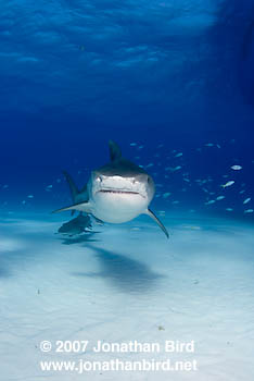 Tiger Shark [Galeocerdo cuvier]