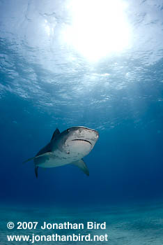 Tiger Shark [Galeocerdo cuvier]