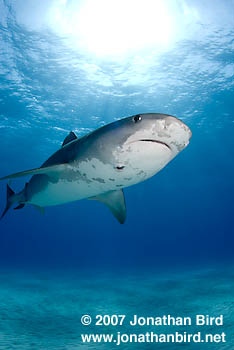 Tiger Shark [Galeocerdo cuvier]