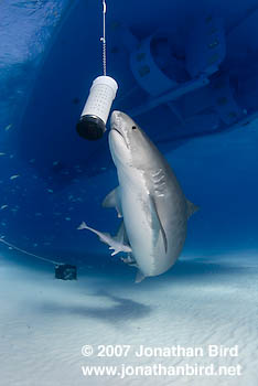 Tiger Shark [Galeocerdo cuvier]