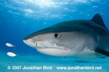 Tiger Shark [Galeocerdo cuvier]