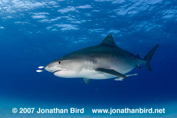 Tiger Shark [Galeocerdo cuvier]