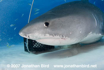 Tiger Shark [Galeocerdo cuvier]