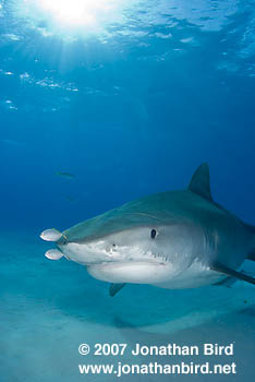 Tiger Shark [Galeocerdo cuvier]