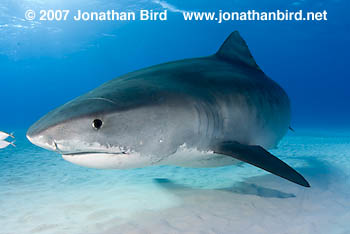 Tiger Shark [Galeocerdo cuvier]