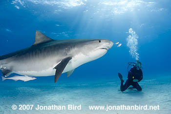 Tiger Shark [Galeocerdo cuvier]