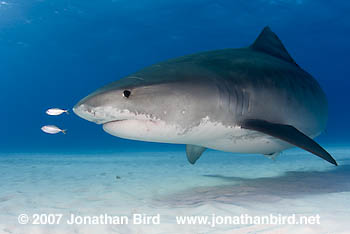 Tiger Shark [Galeocerdo cuvier]