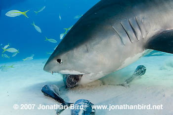 Tiger Shark [Galeocerdo cuvier]