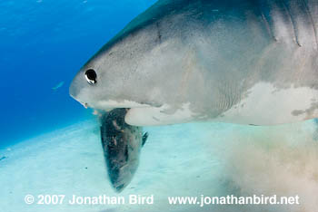 Tiger Shark [Galeocerdo cuvier]