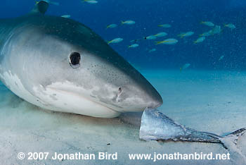 Tiger Shark [Galeocerdo cuvier]