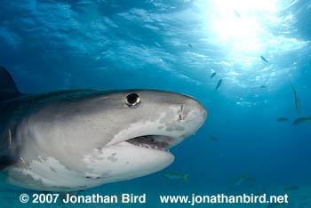 Tiger Shark [Galeocerdo cuvier]