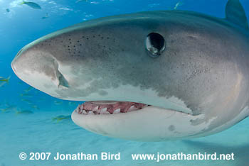 Tiger Shark [Galeocerdo cuvier]