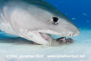 Tiger Shark [Galeocerdo cuvier]