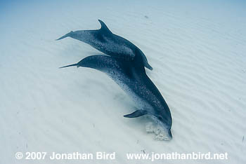 Atlantic Spotted Dolphin [Stenella frontalis]