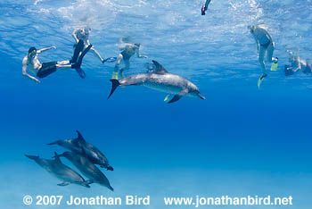 Atlantic Spotted Dolphin [Stenella frontalis]