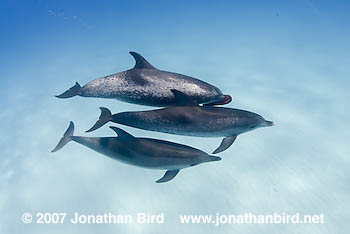 Atlantic Spotted Dolphin [Stenella frontalis]