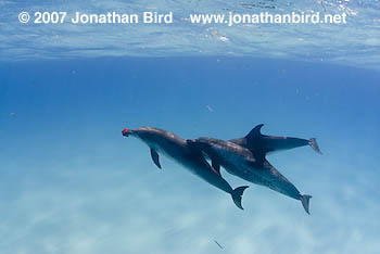 Atlantic Spotted Dolphin [Stenella frontalis]